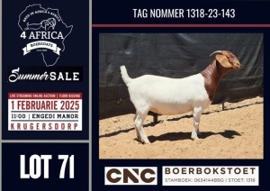 1X BOER GOAT FLOCK / C DOE CNC Boerbokstoet