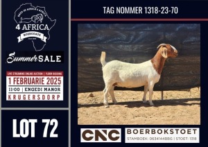 1X BOER GOAT FLOCK / C DOE CNC Boerbokstoet