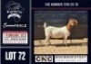 1X BOER GOAT FLOCK / C DOE CNC Boerbokstoet