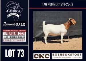 1X BOER GOAT STUD DOE CNC Boerbokstoet