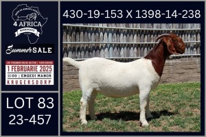 1X BOER GOAT FLOCK ON TEAT DOE Karsten Boerbokke PTY LTD