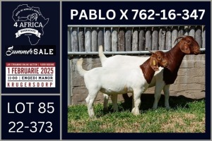 1X BOER GOAT FLOCK ON COLOUR DOE Karsten Boerbokke PTY LTD