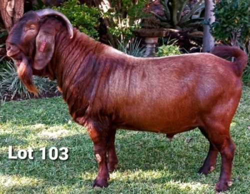 1 X RAM DHIDEJAK - S