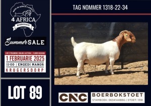 1X BOER GOAT FLOCK / T DOE CNC Boerbokstoet