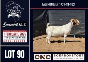 1X BOER GOAT STUD DOE CNC Boerbokstoet