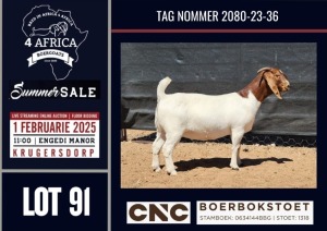 1X BOER GOAT FLOCK / C DOE CNC Boerbokstoet