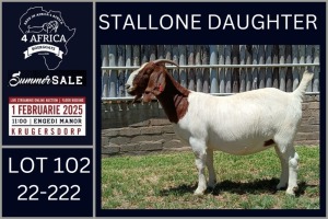 1X BOER GOAT FLOCK ON COLOUR DOE Karsten Boerbokke PTY LTD