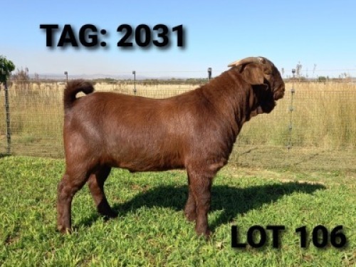1 X RAM JENNY KALAHARI RED - PS