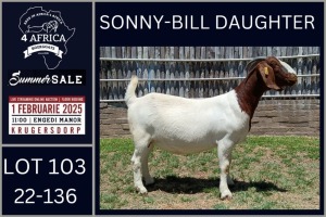 1X BOER GOAT STUD DOE Karsten Boerbokke PTY LTD