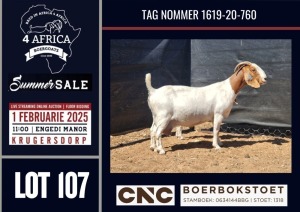 1+1X BOER GOAT STUD DOE CNC Boerbokstoet