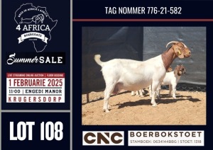 1+3X BOER GOAT STUD DOE CNC Boerbokstoet