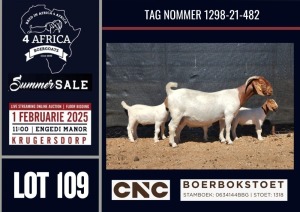 1+3X BOER GOAT STUD DOE CNC Boerbokstoet