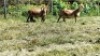 3X MEATMASTER RECORDED EWE Silvretta Meatmasters (Per animal to take the lot)
