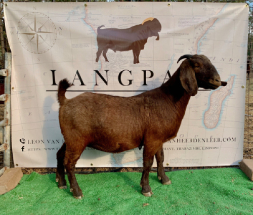 1 X OOI/EWE LANGPAD KALAHARI REDS - F