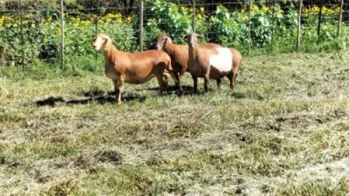 3X MEATMASTER RECORDED EWE Silvretta Meatmasters (Per animal to take the lot)