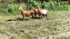 3X MEATMASTER RECORDED EWE Silvretta Meatmasters (Per animal to take the lot)