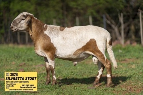 1X MEATMASTER RECORDED RAM Silvretta Meatmasters