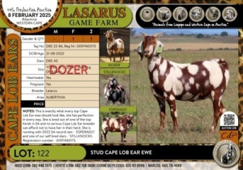 1X Stud Cape Lob Ear ewe Lasarus Game Farm