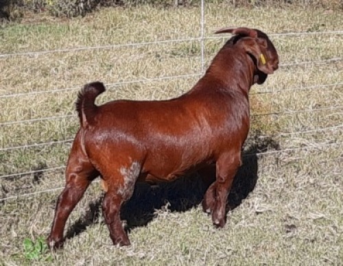 1 X RAM ALBIE HORN - ALBIAN STUD - F