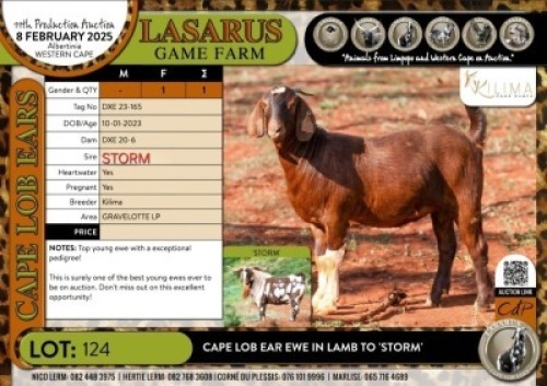 1X Stud Cape Lob Ear ewe in lamb to 'STORM' Kilima