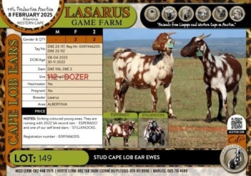 2X Stud Cape Lob Ear ewes Lasarus Game Farm (Pay per Animal)