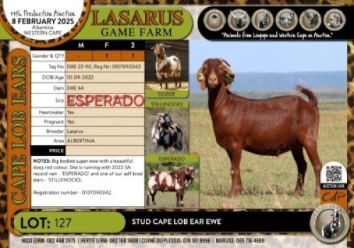 1X Stud Cape Lob Ear ewe Lasarus Game Farm