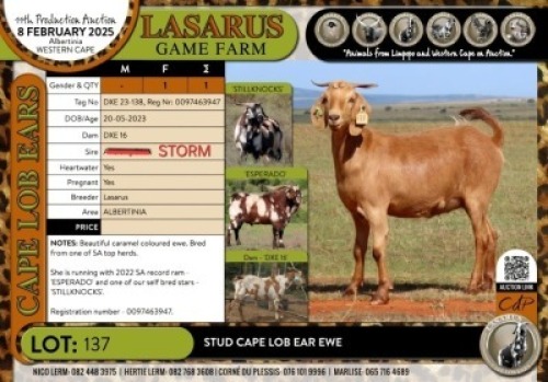 1X Stud Cape Lob Ear ewe Lasarus Game Farm