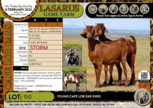 2X Young Cape Lob Ear ewes Lasarus Game Farm (Pay per Animal)