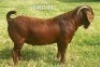 1X KALAHARI REDS STUD 39-321 BUCK Dhidejak Kalahari Reds