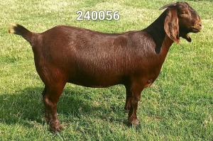 1X KALAHARI REDS STUD 39-359 DOE Dhidejak Kalahari Reds