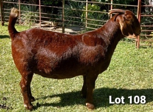 1 X OOI/EWE DHIDEJAK - F