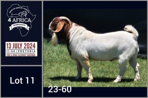 1X BOER GOAT STUD BUCK Jacques Pretorius