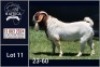 1X BOER GOAT STUD BUCK Jacques Pretorius