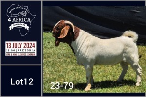 1X BOER GOAT STUD BUCK Jacques Pretorius