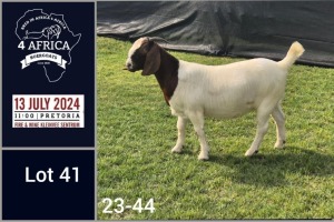 1X BOER GOAT STUD DOE Jacques Pretorius