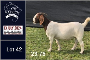 1X BOER GOAT STUD DOE Jacques Pretorius