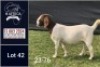 1X BOER GOAT STUD DOE Jacques Pretorius