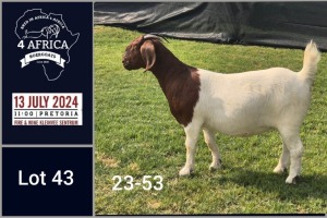 1X BOER GOAT STUD DOE Jacques Pretorius