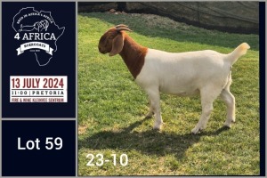 1X BOER GOAT STUD DOE Jacques Pretorius