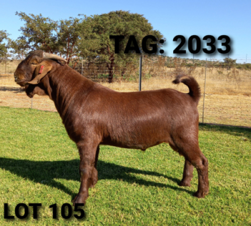 1 X RAM JENNY KALAHARI RED - F