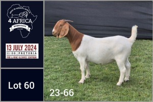 1X BOER GOAT STUD DOE Jacques Pretorius