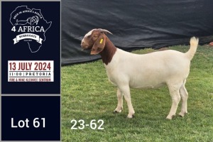 1X BOER GOAT STUD DOE Jacques Pretorius