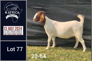 1X BOER GOAT STUD DOE Jacques Pretorius