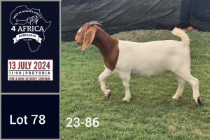 1X BOER GOAT FLOCK DOE Jacques Pretorius