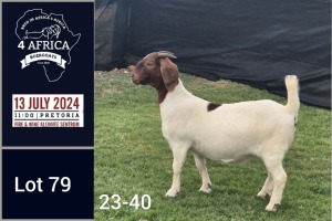 1X BOER GOAT FLOCK ON COLOUR DOE Jacques Pretorius