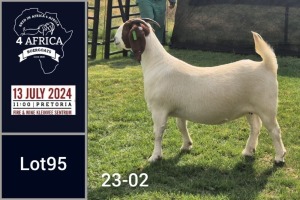 1X BOER GOAT STUD DOE Jacques Pretorius