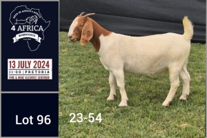 1X BOER GOAT FLOCK DOE Jacques Pretorius