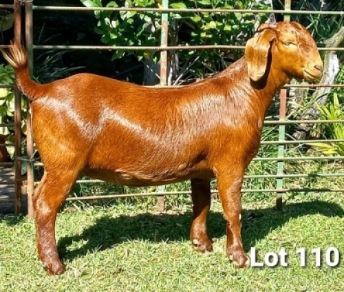 1 X OOI/EWE DHIDEJAK - F