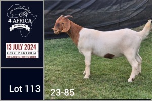 1X BOER GOAT FLOCK ON COLOUR DOE Jacques Pretorius