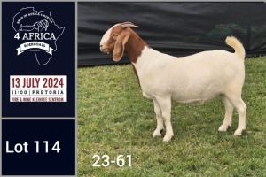 1X BOER GOAT DOE Jacques Pretorius